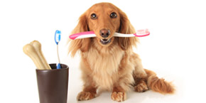 dog teeth cleaning Carefree